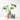 Monstera Gift Set