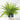 Boston Fern Planter