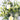 Pure Blush posy jar