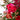 Valentine’s Florist Choice Bouquet