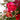 Valentine’s Florist Choice Vase