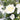 Winter White Vase